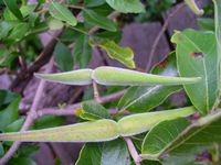 Tacazzea apiculata fr-t.JPG